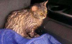 Jogger Rushes to Save Drowning Cat in Rock-Filled Carrier. Thank you Matthew Guidarelli for saving this precious cat!