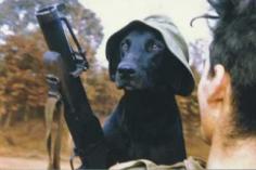 Eleven of the most popular contributors to the Australian war effort in Vietnam could not return home when their tour of duty ended. They were the black labrador tracker dogs used by the Australian Task Force. It was Australian Army policy that the dogs not be brought home at the end of their service.