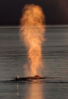 cd...Whale exhaling.