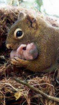 **higher res image --> www.pinterest.com...  Squirrel momma holding her newborn baby!
