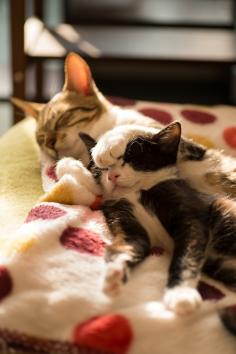 Sleep!  #animals #cats #kittens #cute #sleeping #paws