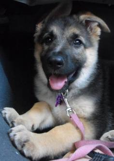 This German shepherd #puppy has floppy ears. Does she pass the aww inspection? #germanshepherddogs