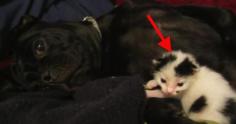 2-Day-Old Kitten Covered In Maggots, Rescued By Unlikely Puppy! I'm BLOWN AWAY!!