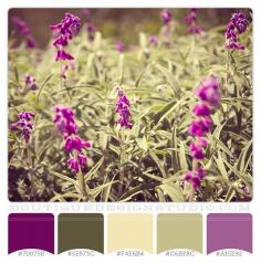 purple color scheme | Violet Fields – purple and green color scheme