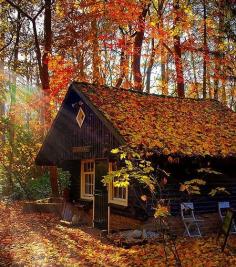 Autumn forest cabin,