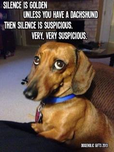 Doxie humor..just look at that face. U can't ever be mad at that face!!! so cute!