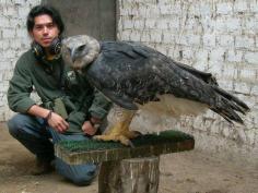 Harpy Eagle--enormous!