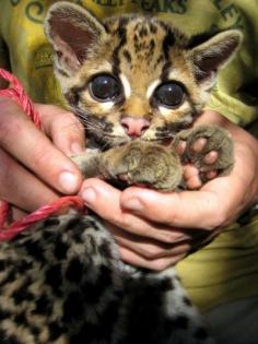 Baby margay - 38 Cute Baby Animals