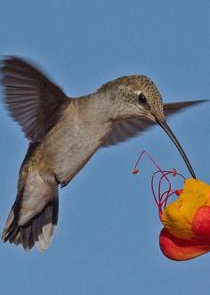 Hummingbird by John Kulberg