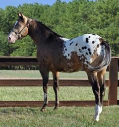 Mighty Foxey Diablo, a buckskin blanket appaloosa. On this horse, you can very clearly see the dark spotting that often appears on blanket appaloosas. This darker spotting appears most strikingly on buckskins, such as this lovely man.
