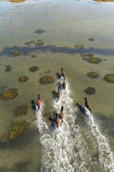 “Wild Horses of Shackleford Banks” by Brad Styron