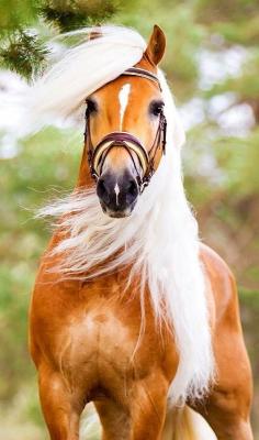 Wind + Mane.