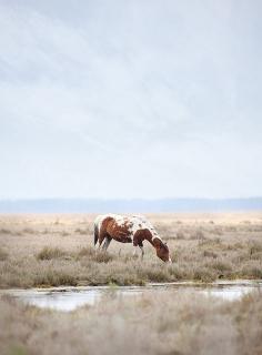 Wild horse