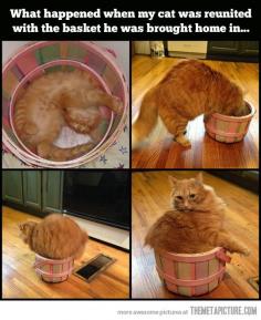 Cat reunited with his old basket…