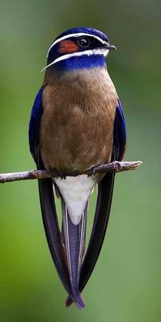 Whiskered Treeswift (Hemiprocne comata)............ is a species of bird in the Hemiprocnidae family. It is found in Brunei, Indonesia, Malaysia, Myanmar, the Philippines, Singapore, and Thailand.