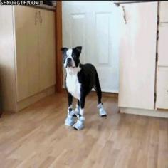 The best dog gifs of all time. Ever. Ever. Ever, Ever.