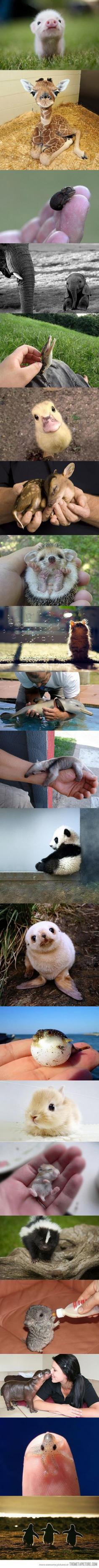 Baby animals!