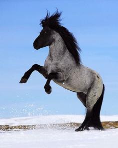 Icelandic Horse - Iceland
