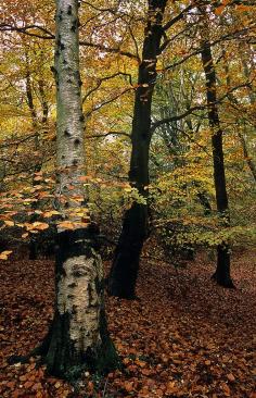 Autumn, silver birch and beech trees, Ashridge Commons & Woods, Hertfordshire, UK | National Trust.