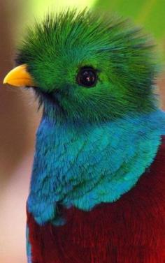 The Quetzal is a bird belonging to the family Trogonidae, found in tropical regions of America.