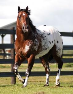 The Secret Pardon, Appaloosa Stallion in | Appaloosa Horses for Sale