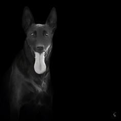 Bat Dog | Flickr - Photo Sharing!