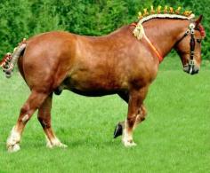 Amazing photograph. Suffolk Punch in show form. photo: Christine Sweet.