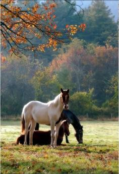 Autumn pasture