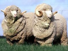 Differences between Merino and Blue Faced Leicester ..... interesting article