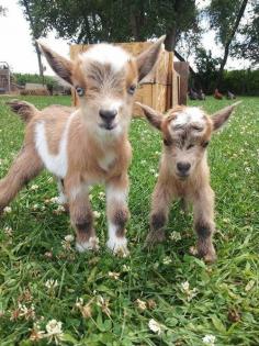 A Couple of Cute Kids... #goats #baby #animals #kids