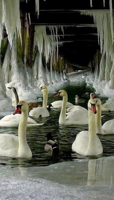 Swans under a frozen dock..