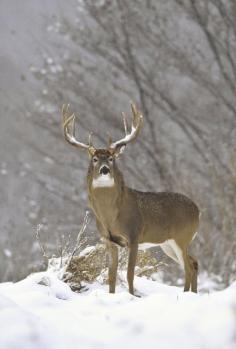 Snow king. #Whitetail #Buck #Deer