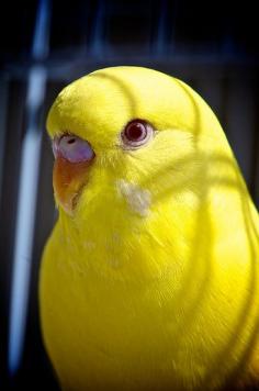 Beautiful yellow budgerigar.