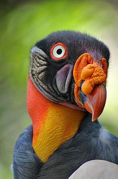 The King Vulture