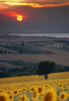 Sunflowers in Tuscany, Italy