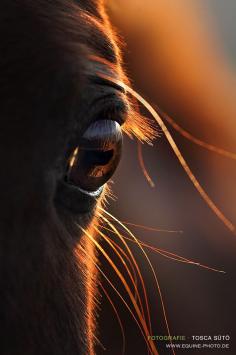 "In the steady gaze of the horse shines a silent eloquence that speaks of love and loyalty, strength and courage. It is the window that reveals to us how willing is his spirit — how generous his heart."