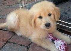 Kayla the Golden Retriever Pictures 10767