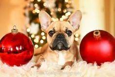 How to photograph your dog. Holiday pictures with your dog. French Bulldog Puppy. Frenchie Love. Frenchies. Cute Frenchies. Christmas Photography.
