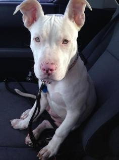 This Beautiful lady is Venus. A deaf, 10 month old Pit Bull Terrier with a sad story and a lot of love to give. This little girl was found roaming the streets in the middle of winter looking for food. Luckily a good Samaritan picked her up and soon realized she was deaf. www.petfinder.com...