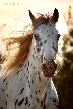 .Appy indian horse Appaloosa horse equine native american pony leopard blanket spotted snow cap