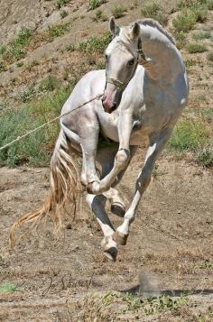 Pura Raza Espanola Yeguada Herrera Caballos Espanoles Caballos Bailadores Andalusian Lusitano Lippizzaner spanish horse Piccador Vaquero Charro