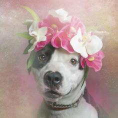 Pibble with a pretty flower halo. =D