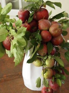 Apples as an arrangement.