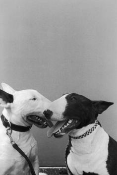 Dogs in 2005 - Bull terrier. (Photo by Francois LE DIASCORN/Gamma-Rapho via Getty Images)