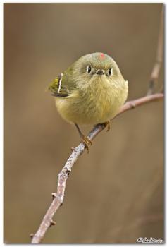 Ruby Crowned Kinglet