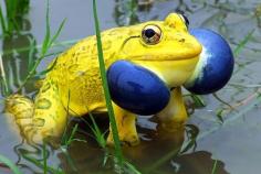 Indian Bull Frog - This picture won Nature and wildlife photography competition 2008 organized by Wildlife Conservation Nepal.