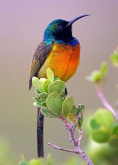 Orange Breasted Sunbird