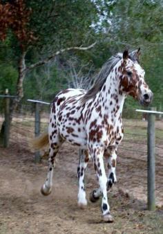 Beautiful Horse