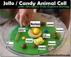Jello Animal Cells - Science FUn for Kids #science #homeschooling