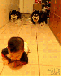The 47 Absolute Greatest Dog GIFs Of 2013